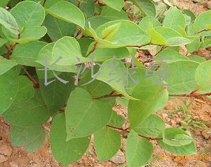 白藜芦醇提取生产工艺